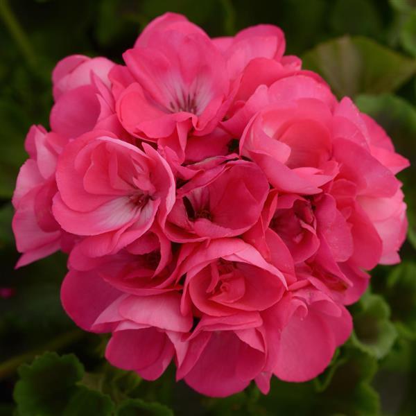 Dynamo™ Hot Pink Zonal Geranium