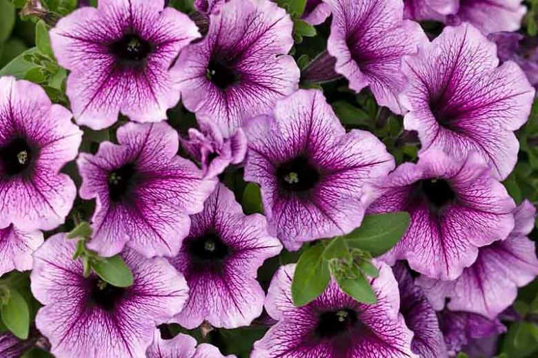 Supertunia Bordeaux
