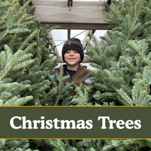 Christmas Tree Order