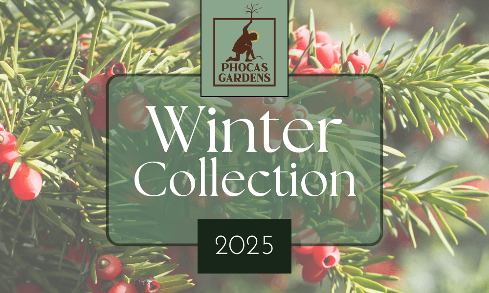 2025 Winter Collection (1000 x 600 px)